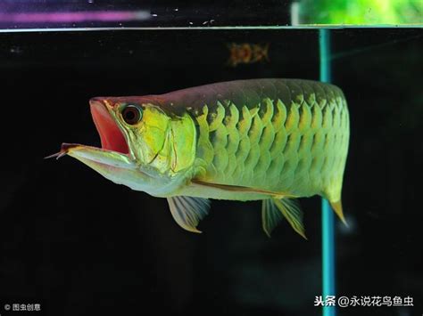 龍魚水溫|龍魚水溫30度可以嗎，飼養時要注意什麼